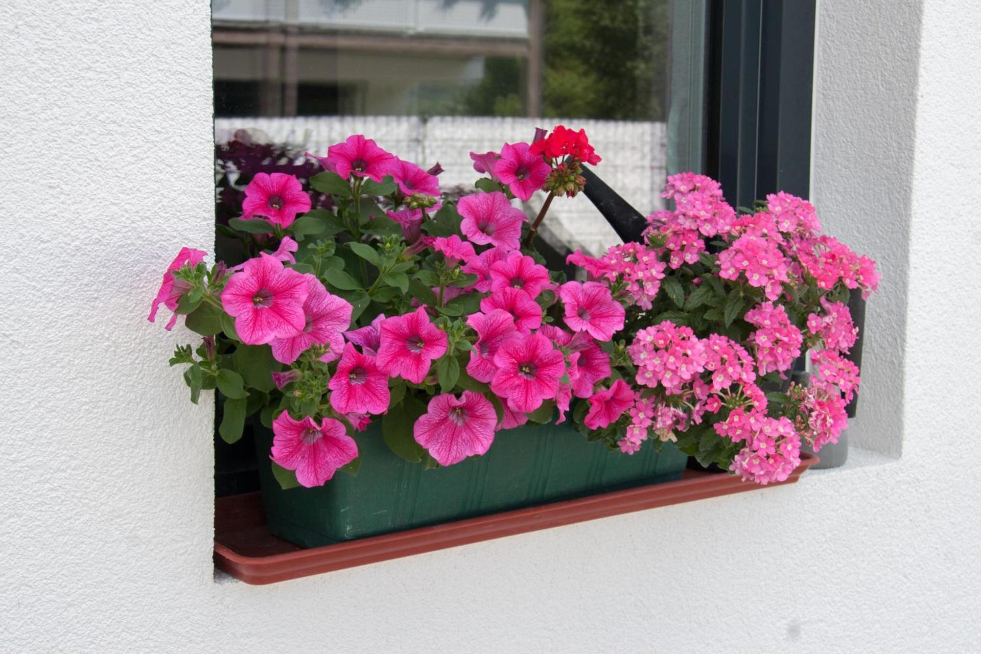Apartment mit 2 Schlafzimmern und Blick nach Osten - 7